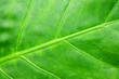 Fundal verde tropicale frunze