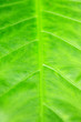 Green tropical leaf background