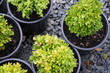 garden centre