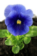 Isolated Pansy
