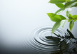 water ripple and leaf