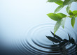plant and water
