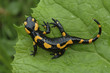 Salamander lizard on a leaf Salamander lizard on a leaf