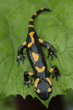 Salamander lizard Salamander lizard