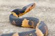 Wide Banded Watersnake