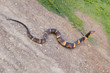 Wide Banded Watersnake