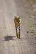 Serval Cat