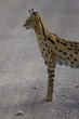 Serval Cat