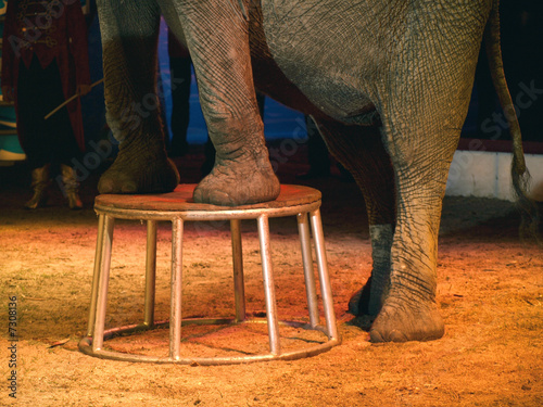 Photo: elephant in circus elephant in circus