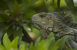 Iguane Vert de Colombie