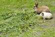 Rabbit and guinea pig Rabbit and guinea pig