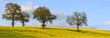 paysage agricole