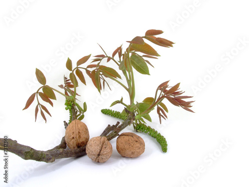 Photo: Walnuts - plum and bush Walnuts - plum and bush