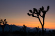 Joshua Tree at sunset