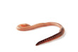 Earthworm