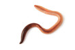 Earthworm Earthworm