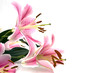 Tropical Pink Lilly Tropical Pink Lilly