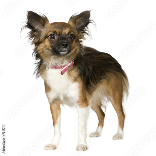 long haired chihuahua photos. Long Haired Chihuahua