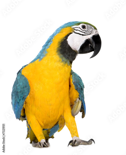 Foto: Young Blue-and-yellow Macaw - Ara ararauna (8 months) Young Blue-and-yellow Macaw - Ara ararauna (8 months)