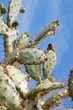 cactus02