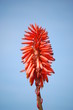 fleur de cactus