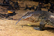 Malayan water Monitor Lizard
