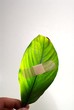 A band aid on a green leaf on white background.