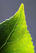 Close up macro of a leaf backlit.