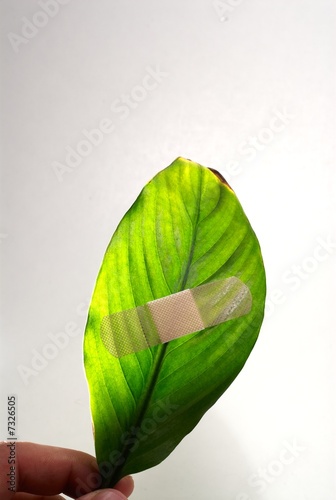 Photo: A band aid on a green leaf on white background. A band aid on a green leaf on white background.