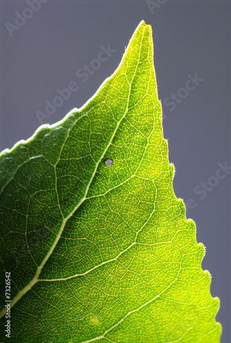 Photo: Close up macro of a leaf backlit. Close up macro of a leaf backlit.