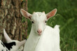 petite chevre