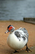 australian duck