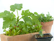 Indoor gardening Indoor gardening