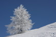 arbre givré