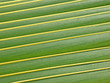 palme éventail : pliage en accordéon palme éventail : pliage en accordéon
