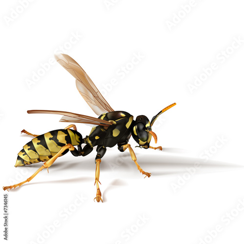 Illustration: Paper Umbrella Wasp Photorealistic Illustration Paper Umbrella Wasp Photorealistic Illustration