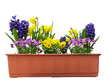 FRÜHLINKSBLUMEN IM PFLANKASTEN