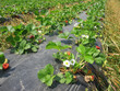 strawberry plants