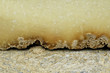 fromage de salers fromage de salers