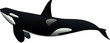 Orca