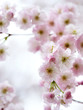 Soft pink cherry blossom Soft pink cherry blossom