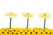 Yellow chrysanthemum decoration