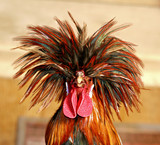 Rockin Rooster - Fine Art prints