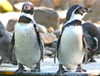 Zwei Pinguine