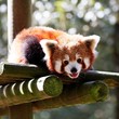 Panda roux