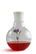Genetically modified Genetically modified