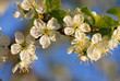 Plum tree flowers in bloom