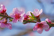 Cherry tree flowers in bloom