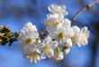 Plum tree flowers in bloom