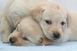 Labrador puppy  